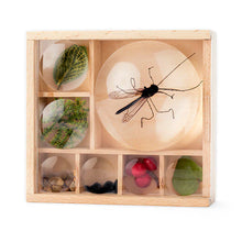 Load image into Gallery viewer, Huckleberry Bug Box - Tigertree