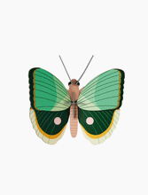 Load image into Gallery viewer, Fern Striped Butterfly - Tigertree