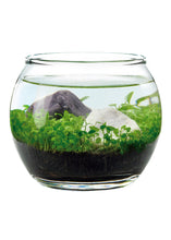 Load image into Gallery viewer, Water Garden - Tigertree
