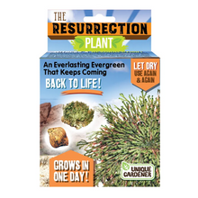 Load image into Gallery viewer, Resurrection Plant

