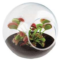 Load image into Gallery viewer, Tiny Carnivorous Glass Terrarium - Tigertree
