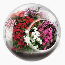 Load image into Gallery viewer, Tiny Carnivorous Glass Terrarium - Tigertree
