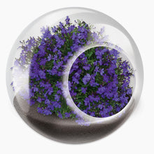 Load image into Gallery viewer, Tiny Carnivorous Glass Terrarium - Tigertree
