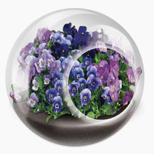 Load image into Gallery viewer, Tiny Carnivorous Glass Terrarium - Tigertree
